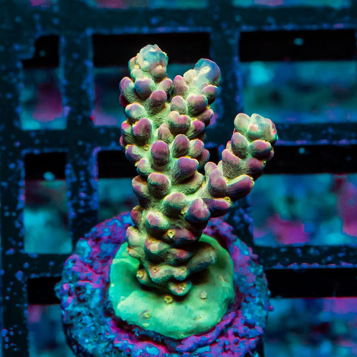 REx Rainbow Worms