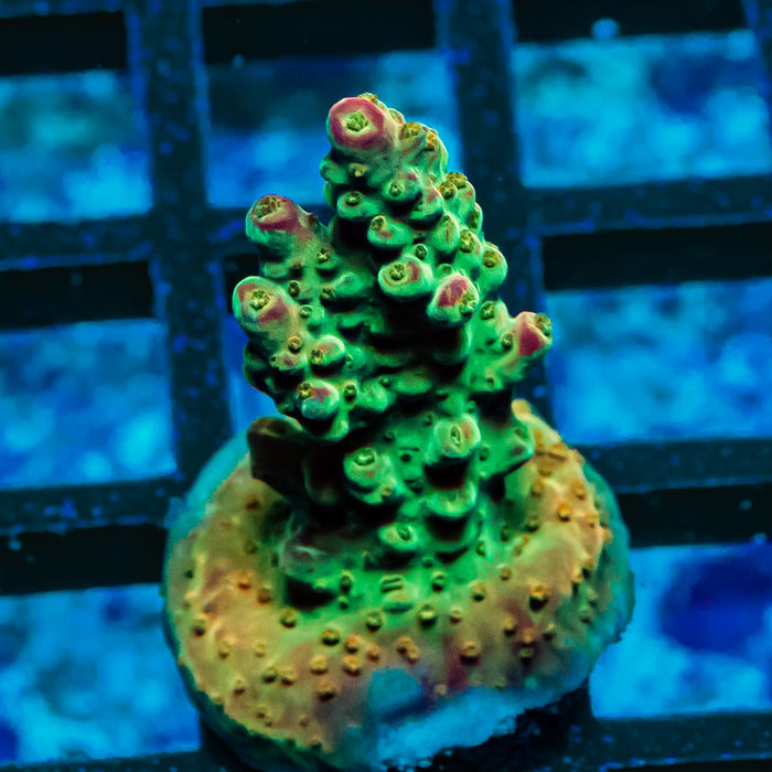 68 Acro Frag