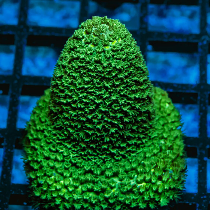 67 Acro Frag