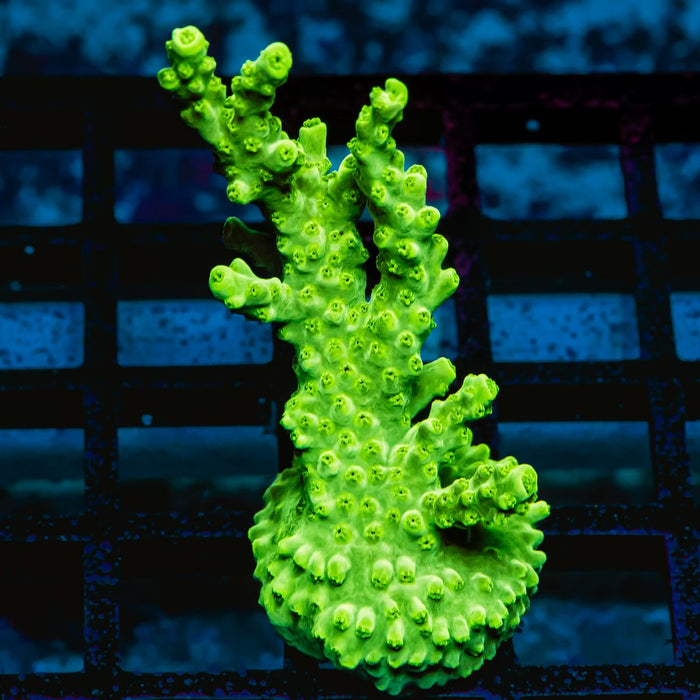 66 Acro Frag
