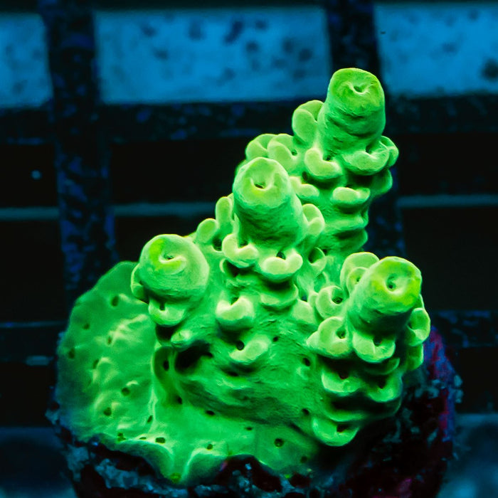 65 Acro Frag