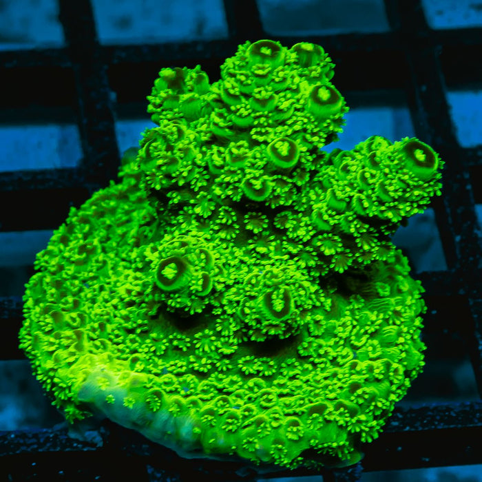 Electric Green Florida