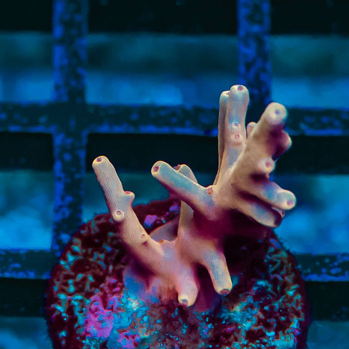 REx Orange Dragon Acro
