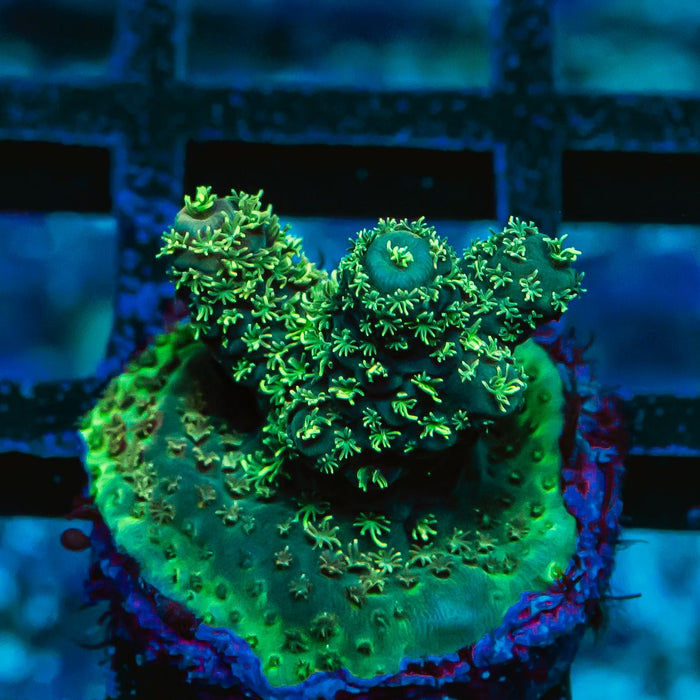 56 Acro Frag