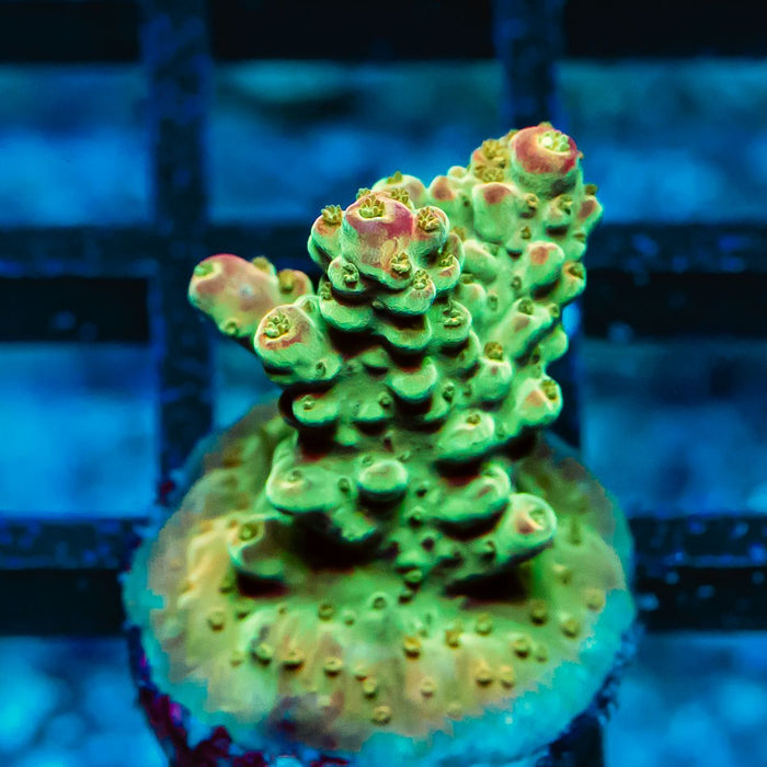 55 Acro Frag