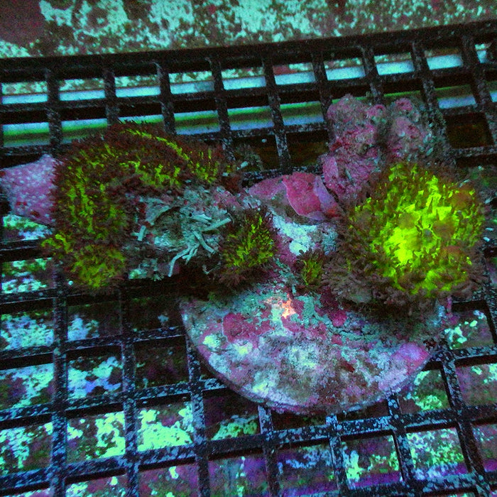 Green Rhodactis Colony