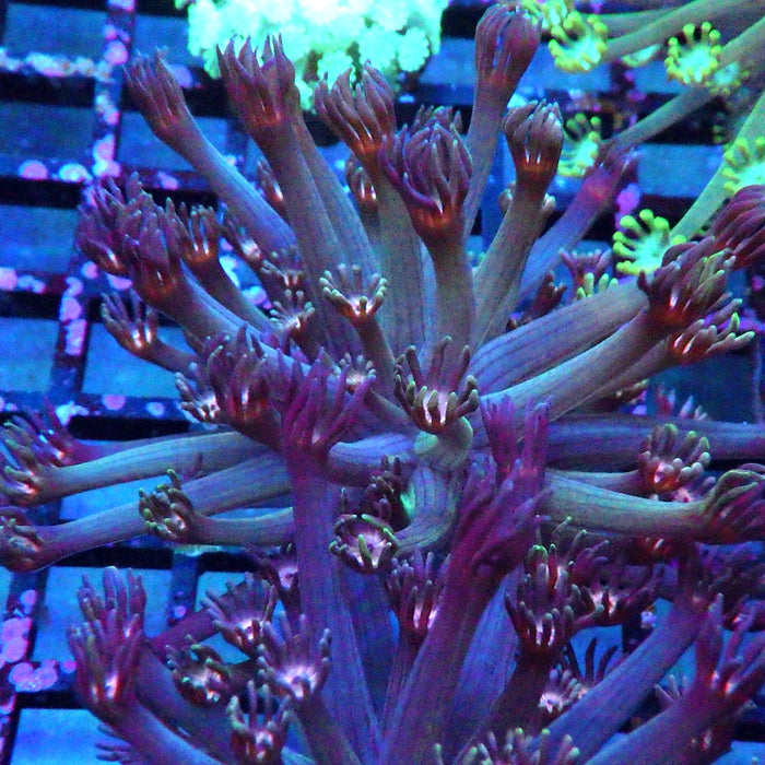 Alveopora 0102