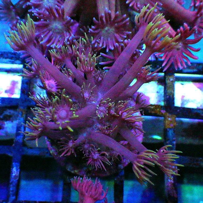 Goniopora 0010