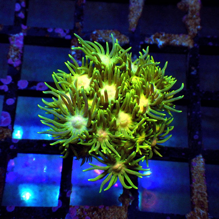 Goniopora Ultra 0110