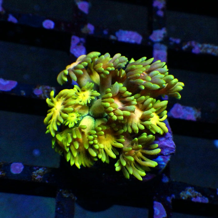 Goniopora Ultra