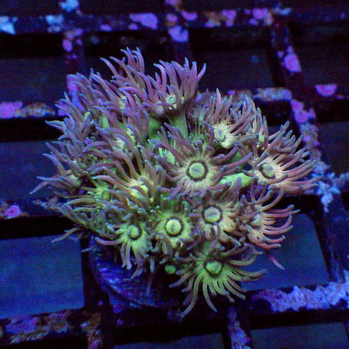 Goniopora Ultra 0113