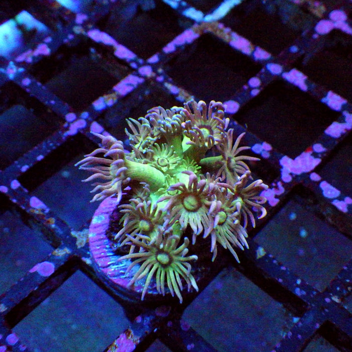 Goniopora Ultra