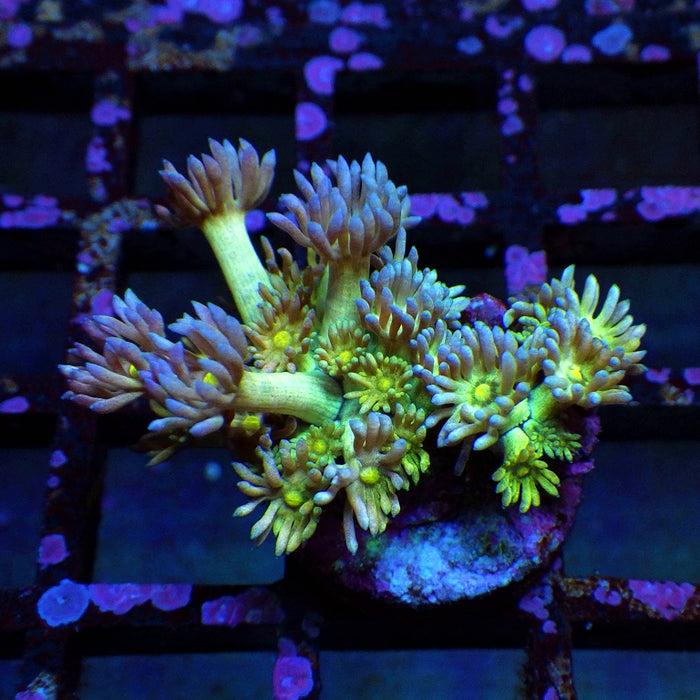 Goniopora Super Ultra 0046