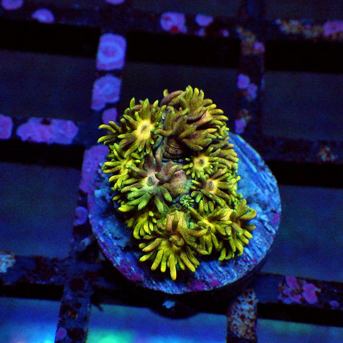 Goniopora Ultra 0094