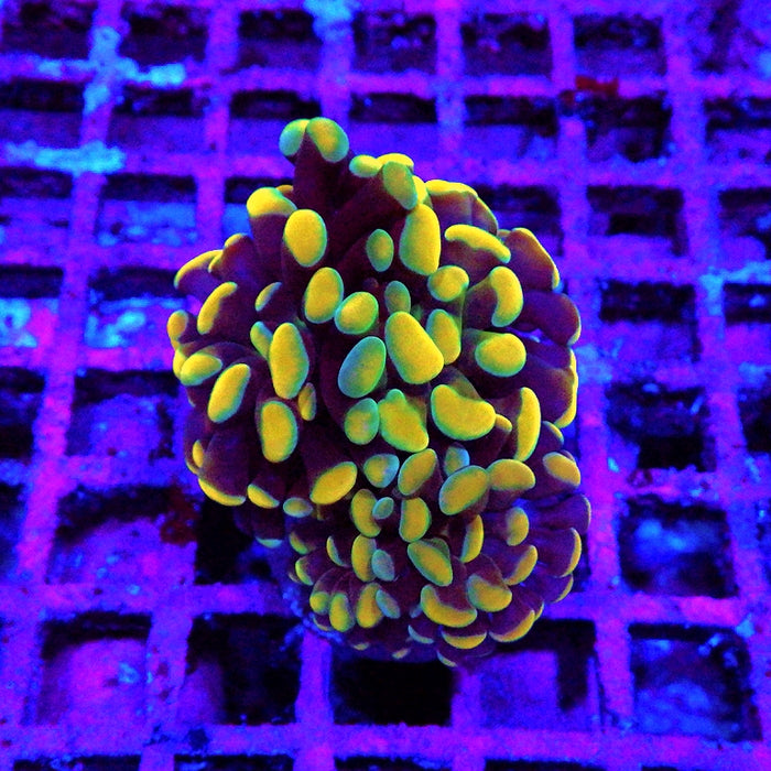 Euphyllia Gold Rainbow Branched Hammer