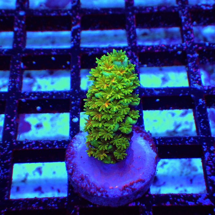 REx Green Orange Fuzzy Tenuis