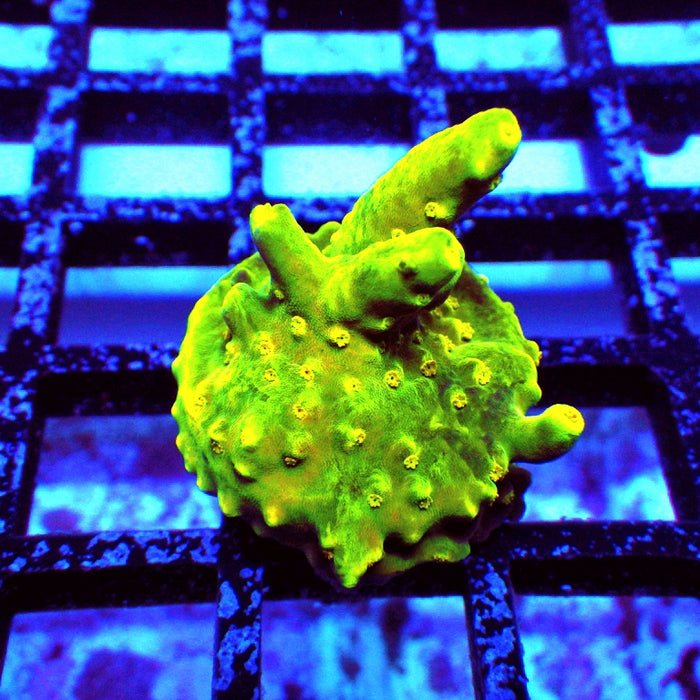 REx Green Yellow Multiacuta