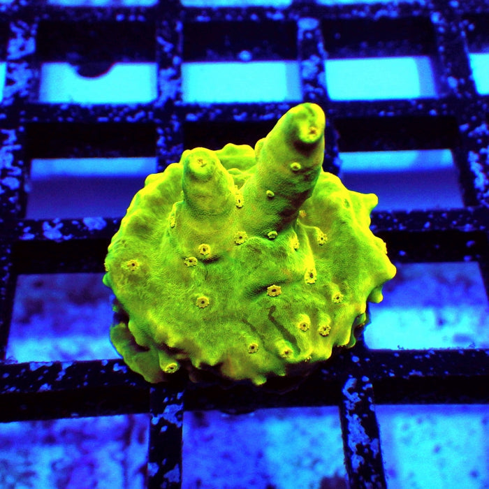REx Green Yellow Multiacuta