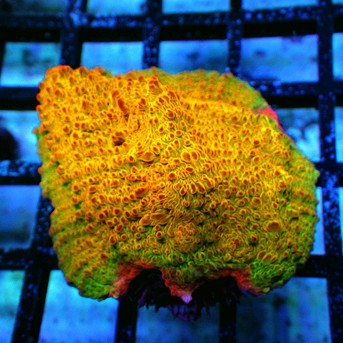 Chalice Frag