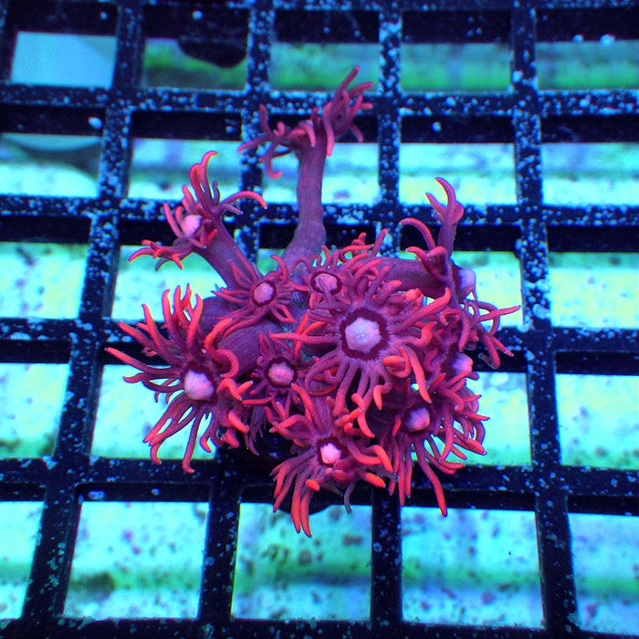 Goniopora Super Ultra