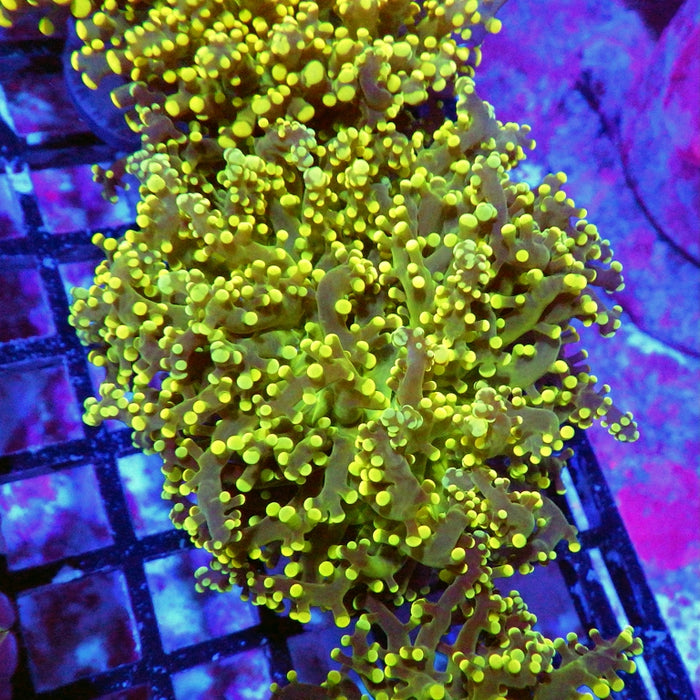 Ultra Gold Green Frogspawn