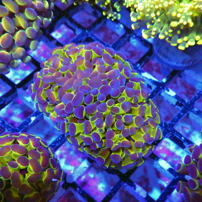 Hologram Branch Hammer