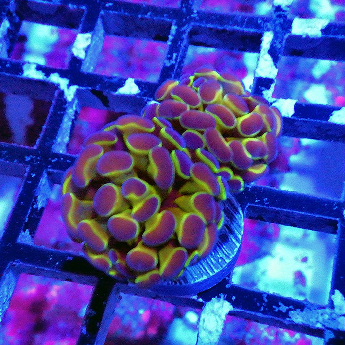Hologram Branch Hammer