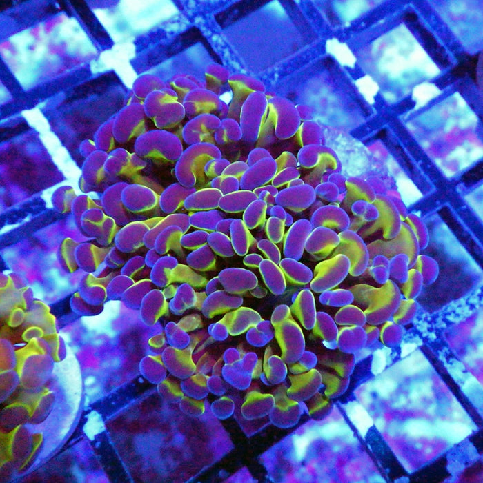 Hologram Branch Hammer