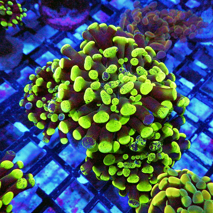 Euphyllia Green Branched Hammer