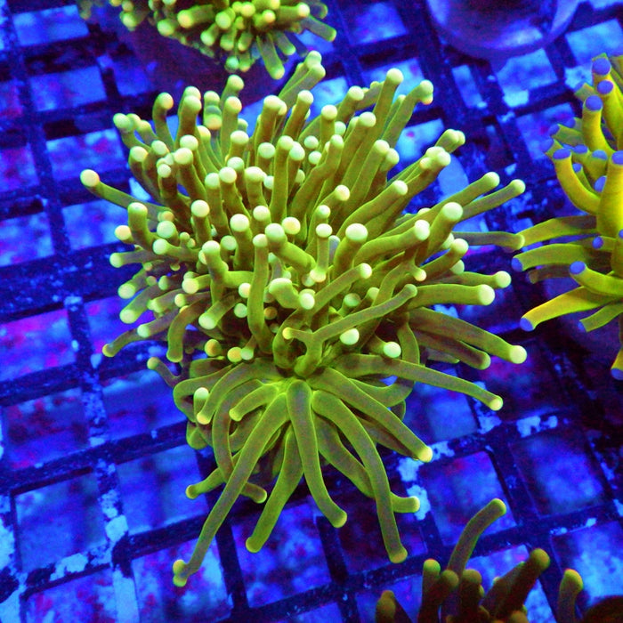 Green Yellow Tips Torch