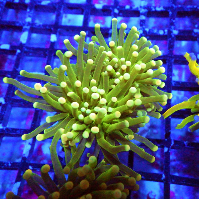 Green Yellow Tips Torch