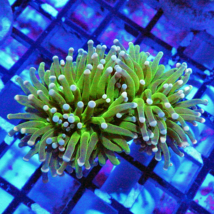 Green White Tips Torch