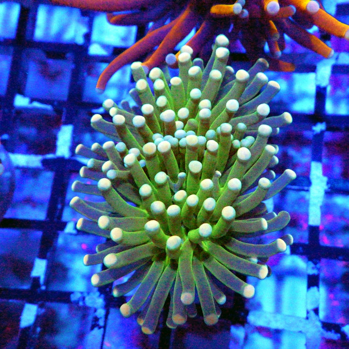 Green White Tips Torch