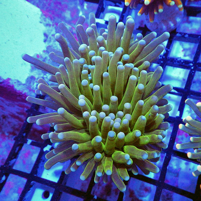 Green White Tips Torch