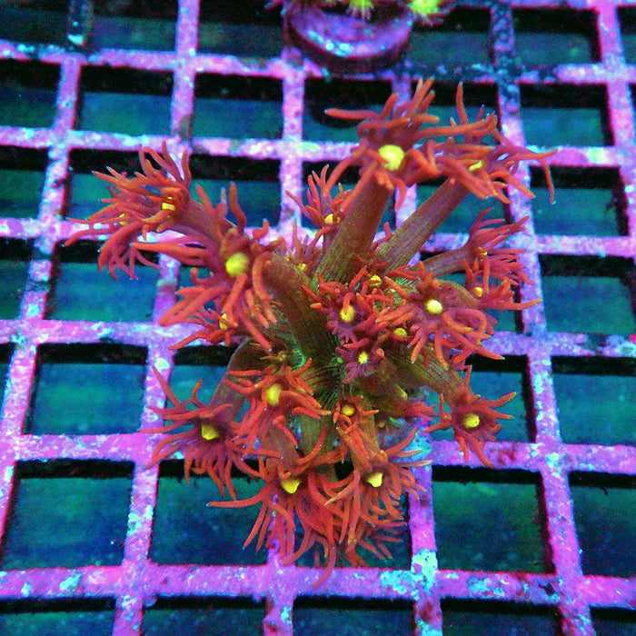 Goniopora Super Ultra