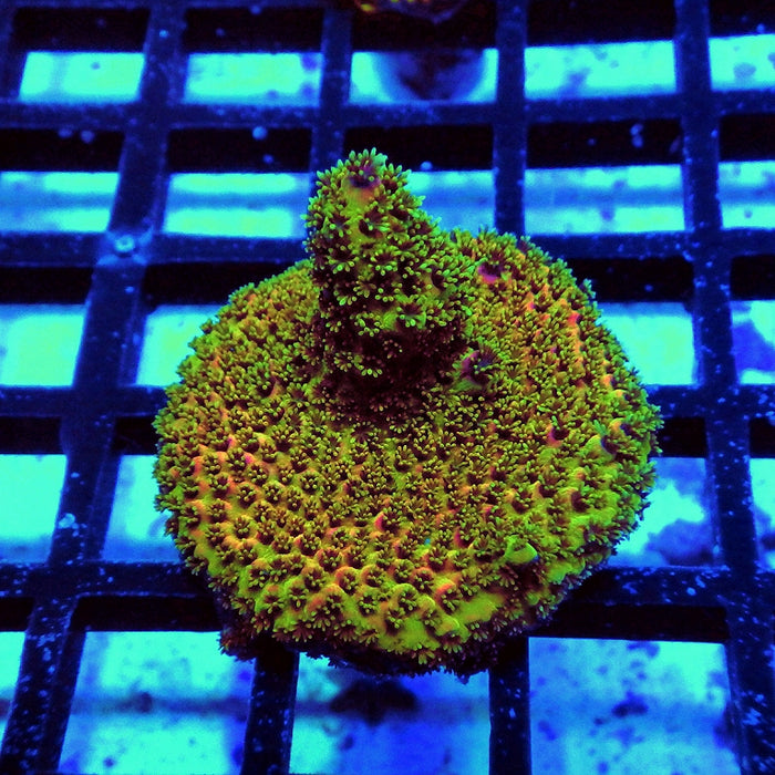 Acro Frag Aquaculture