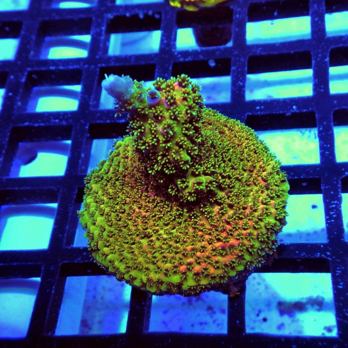 Acro Frag Aquaculture