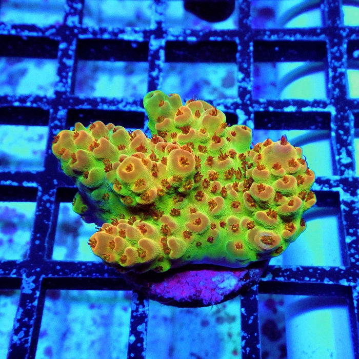 Acro Frag Aquaculture