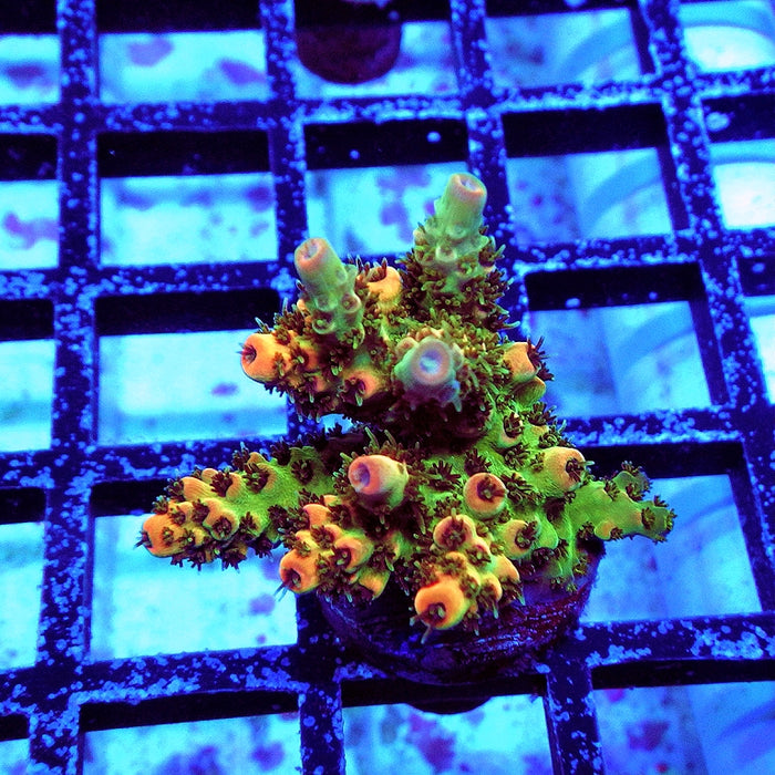 REx Fuzzy Red Happiness Acro
