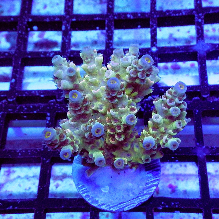Tenuis White Tricolor