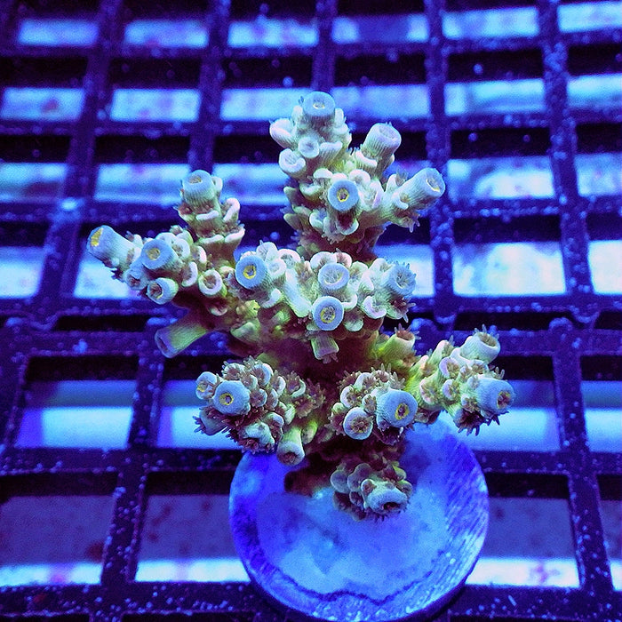 Tenuis White Tricolor