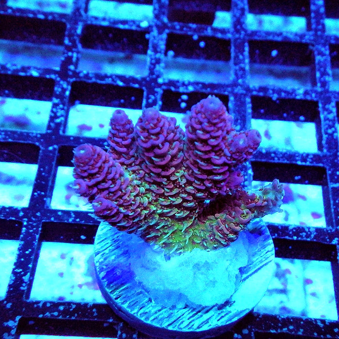 Millepora Purple Tricolor Ultra