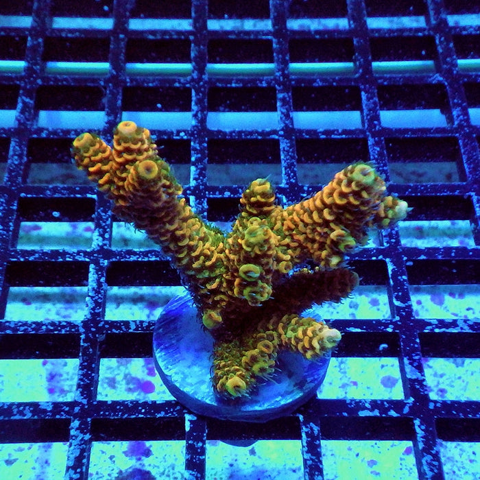 Millepora Orange Green Ultra