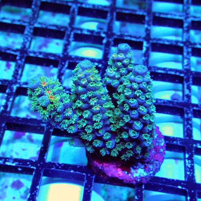 Acro Mini Colony