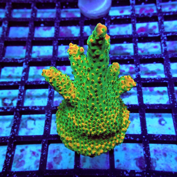 Acro Mini Colony