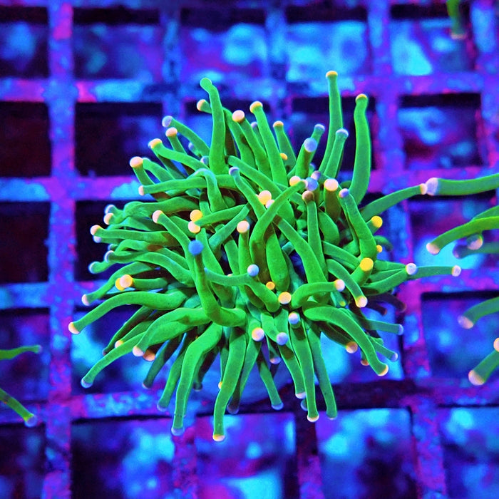 Euphyllia Cotton Candy Torch Ultra