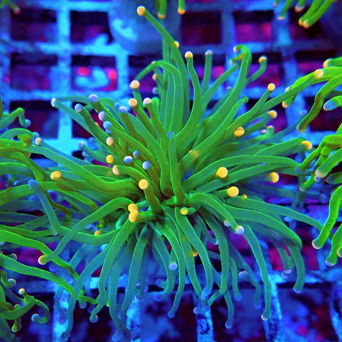 Euphyllia Cotton Candy Torch Ultra