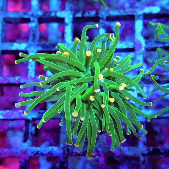 Euphyllia Cotton Candy Torch Ultra