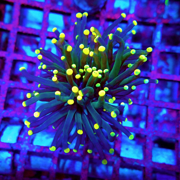 Euphyllia Dark Yellow Tips Torch