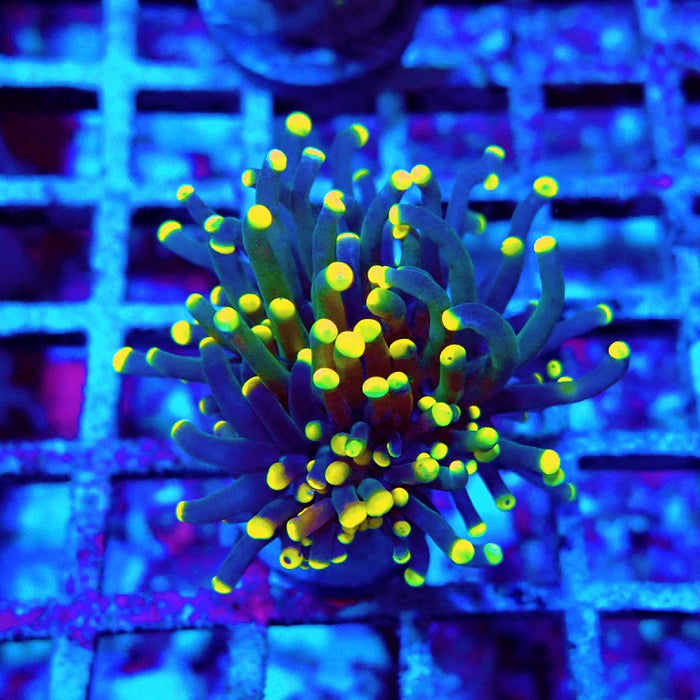 Euphyllia Dark Yellow Tips Torch